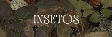 Insetos